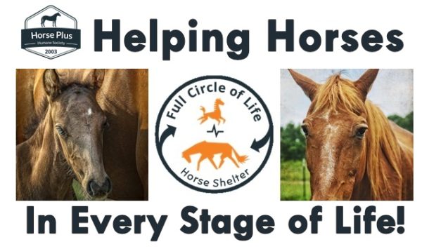 horse rescue