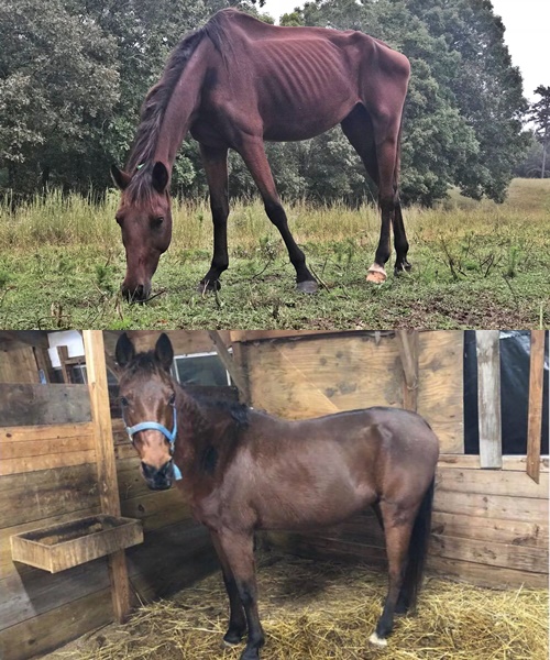 horse rescue
