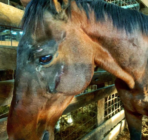 horse pain
