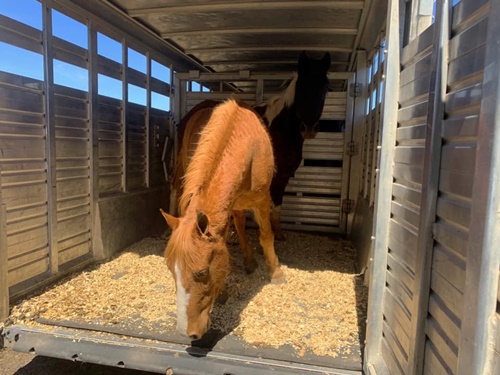 horse shelter