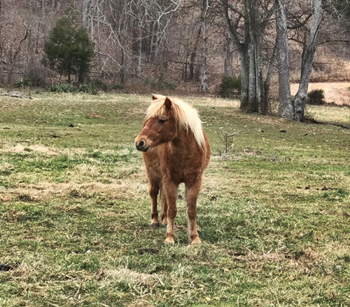 horse shelter