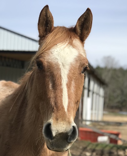 horse shelter