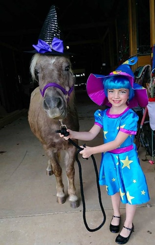 horse adoption