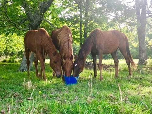 horse shelter