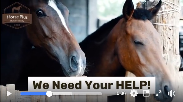 horse export