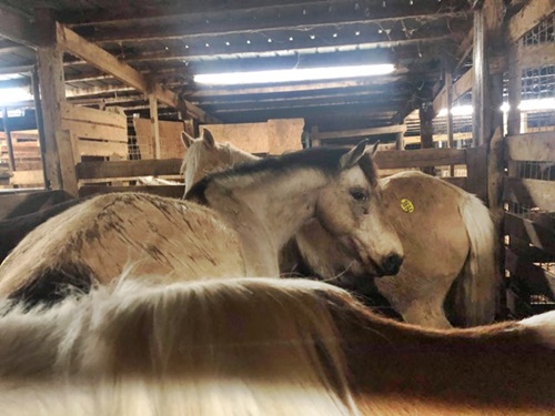 horse shelter