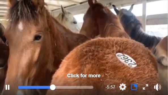 horse blog