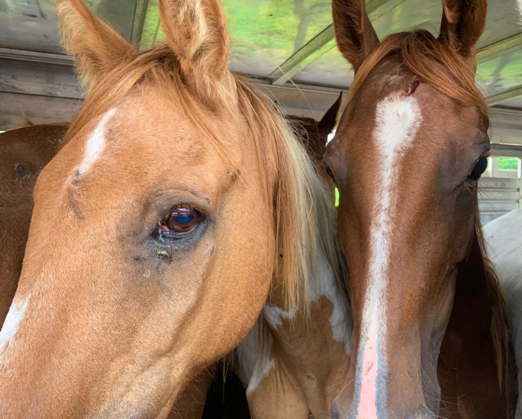 horse shelter