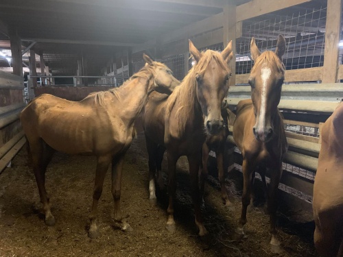 horse rescue
