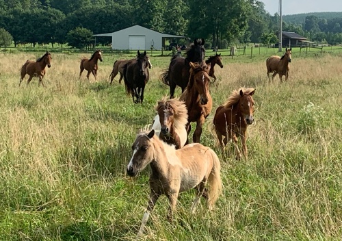 horse transformation