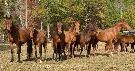 horse rescue