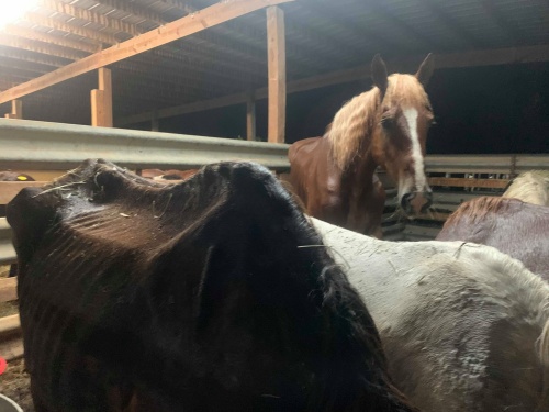 horse rescue