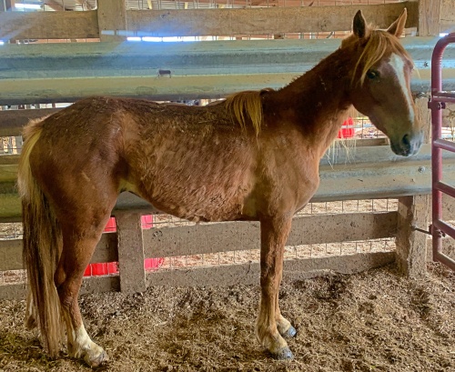 horse rescue