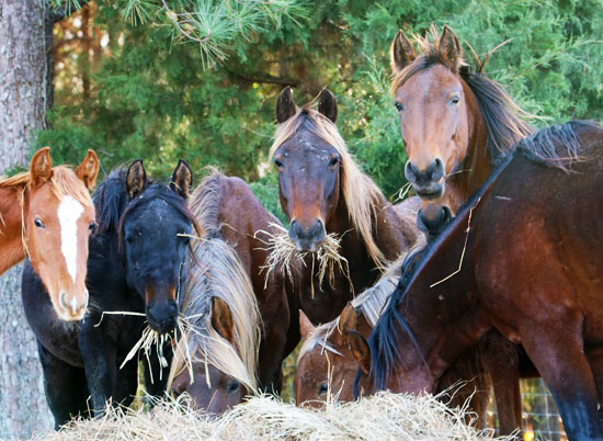 horse update