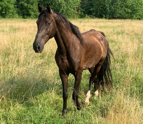 horse story