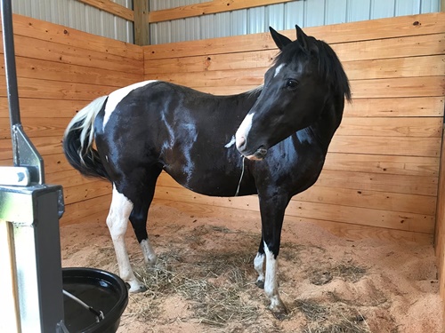 horse shelter