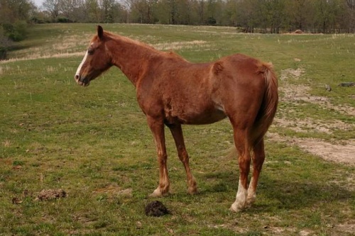 horse story