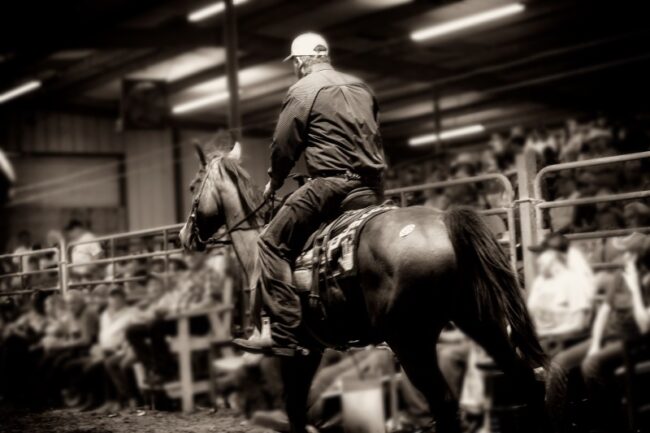 horse auction