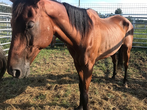 horse story