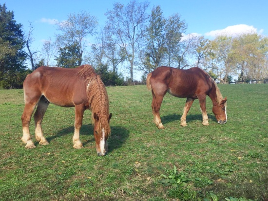 horse love