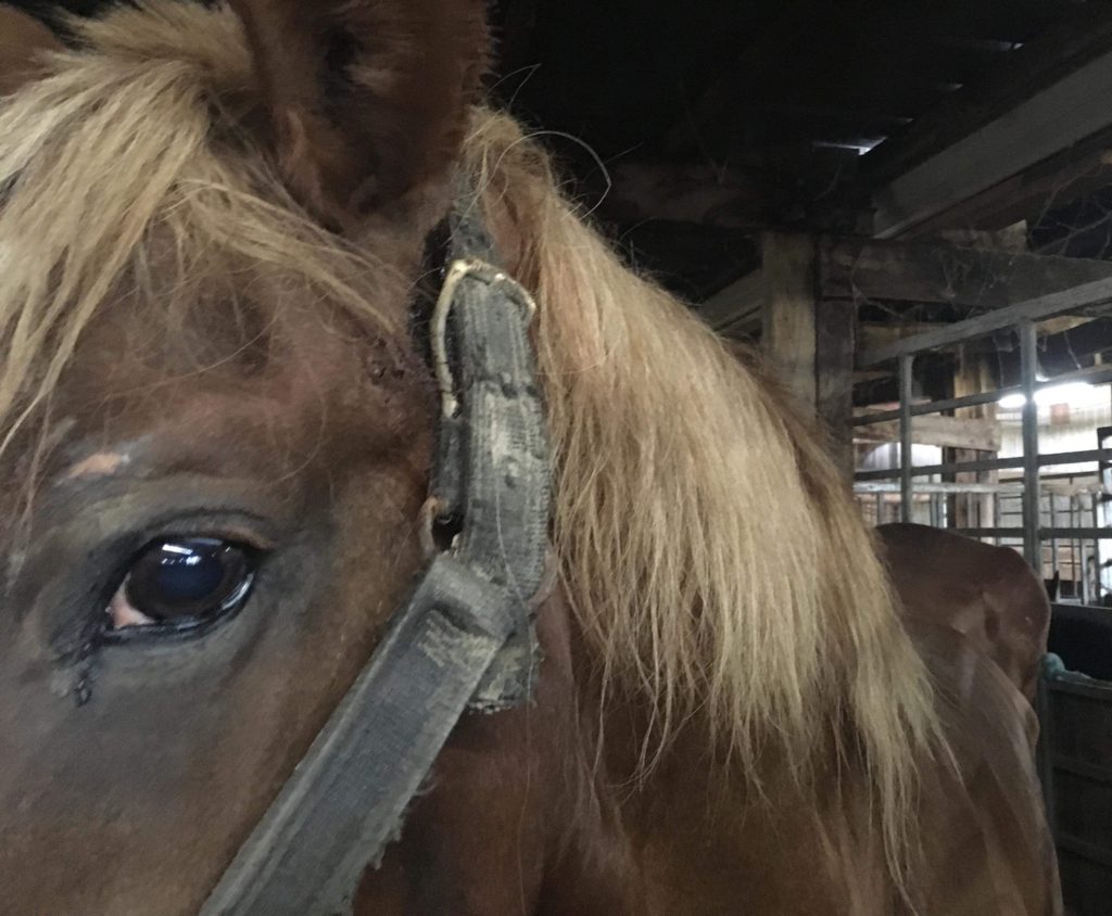 horse auction