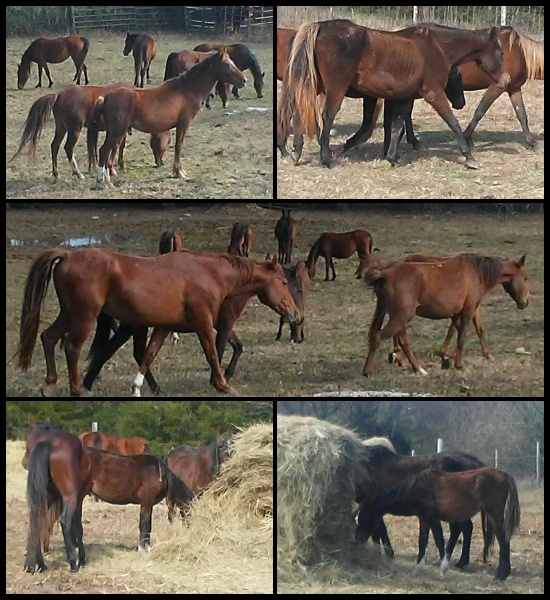 horse auction