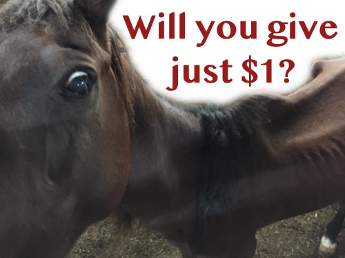 horse campaign