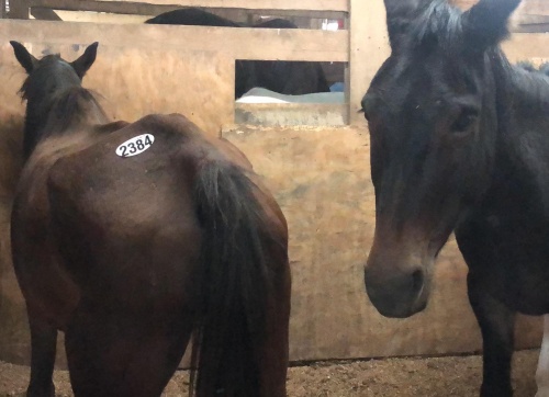 horse help