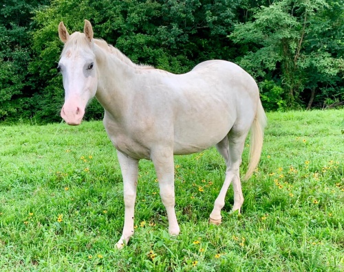 horse story
