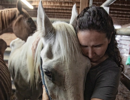 horse auction