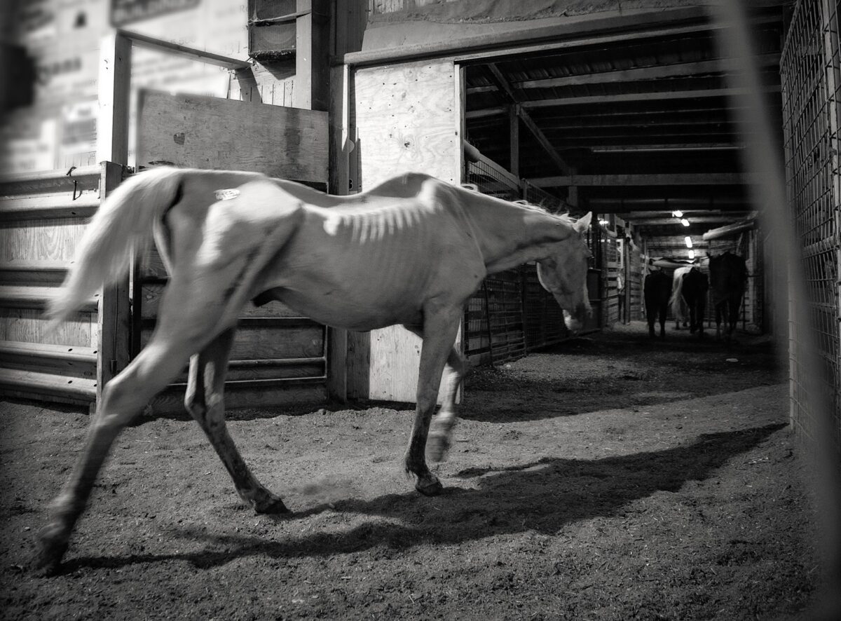horse trader