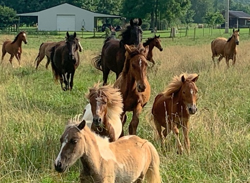 horse story