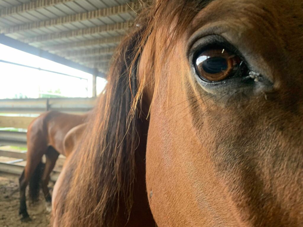 horse auction