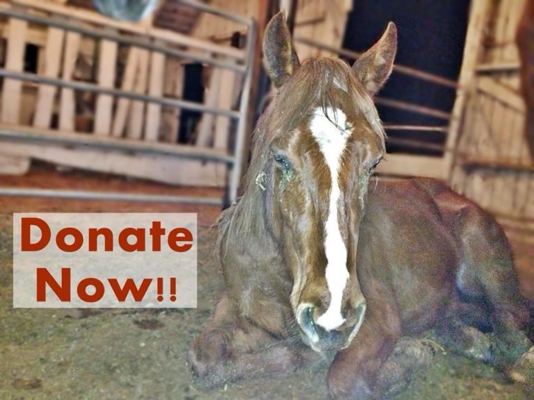 horse auction