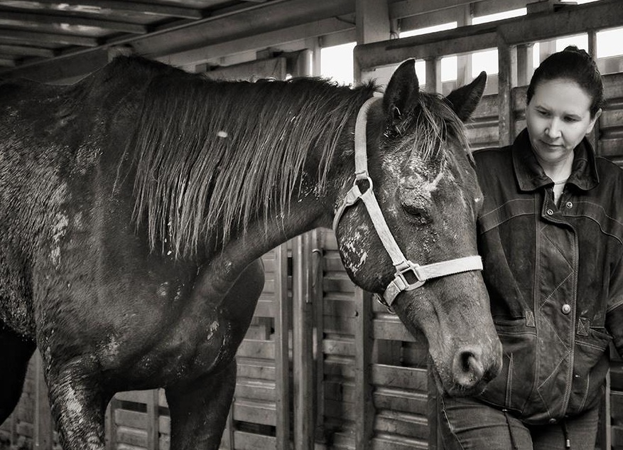 horse donation