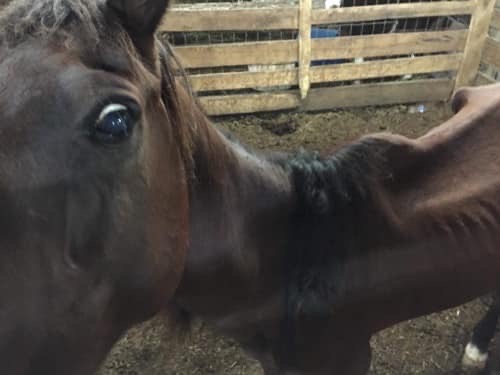 horse donation
