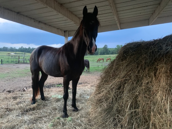 horse rescue
