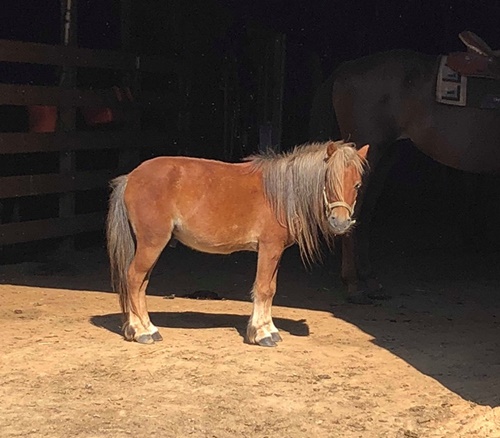 horse adoption