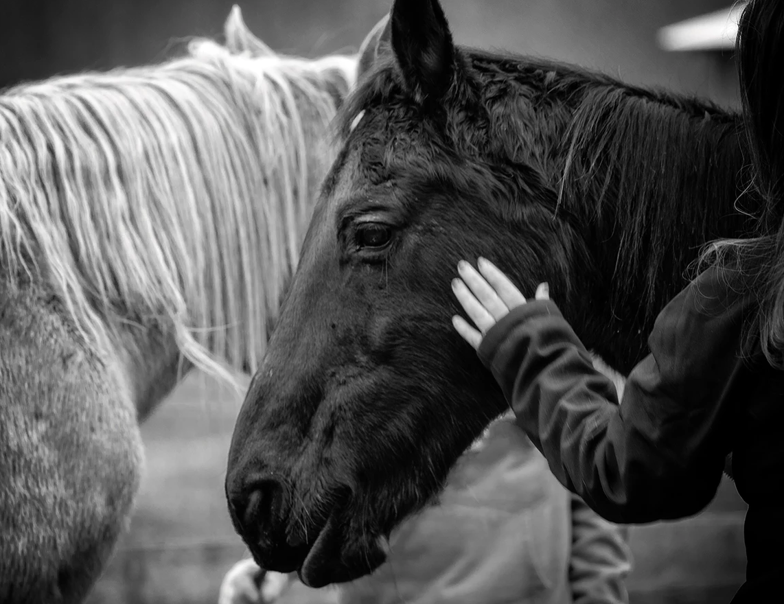 horse rescue