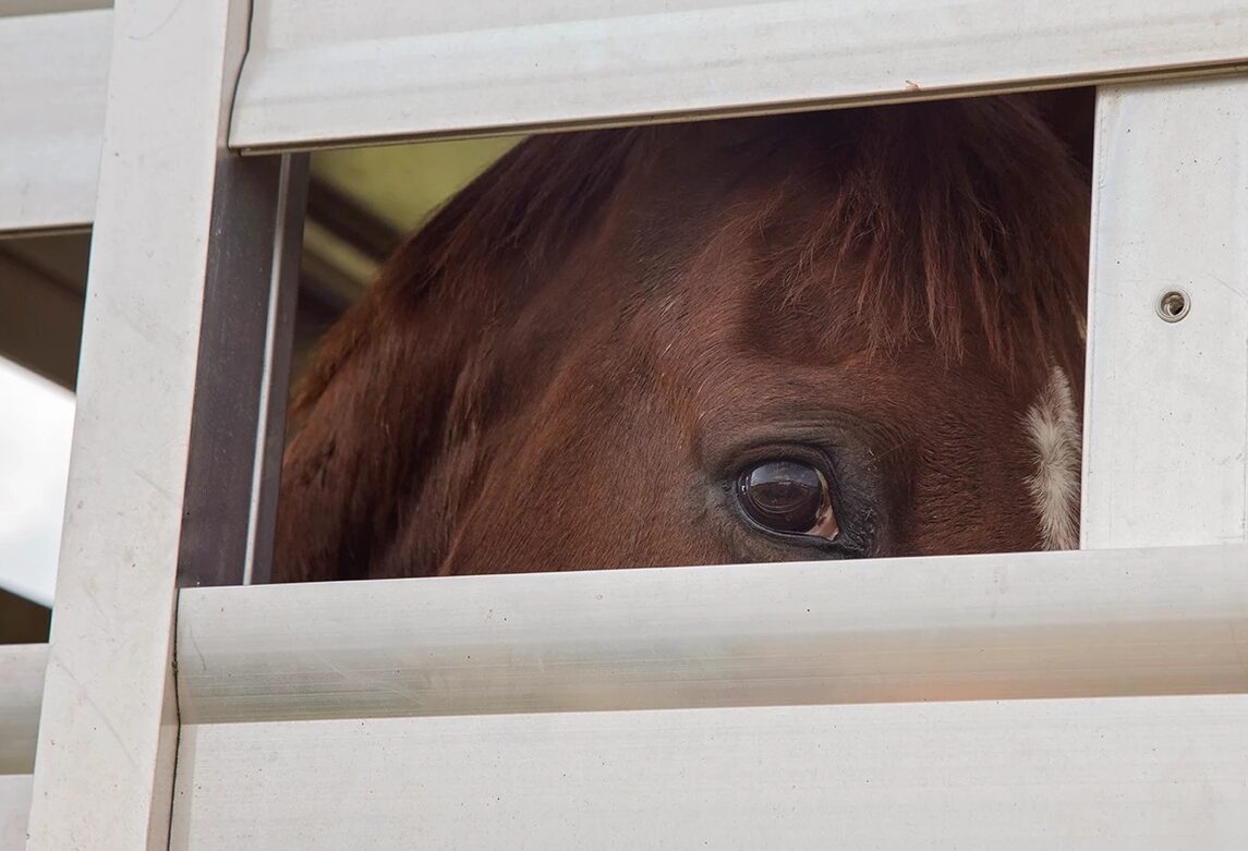 horse rescue