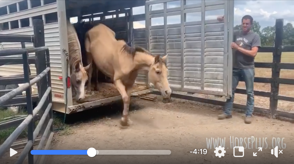 horse rescue