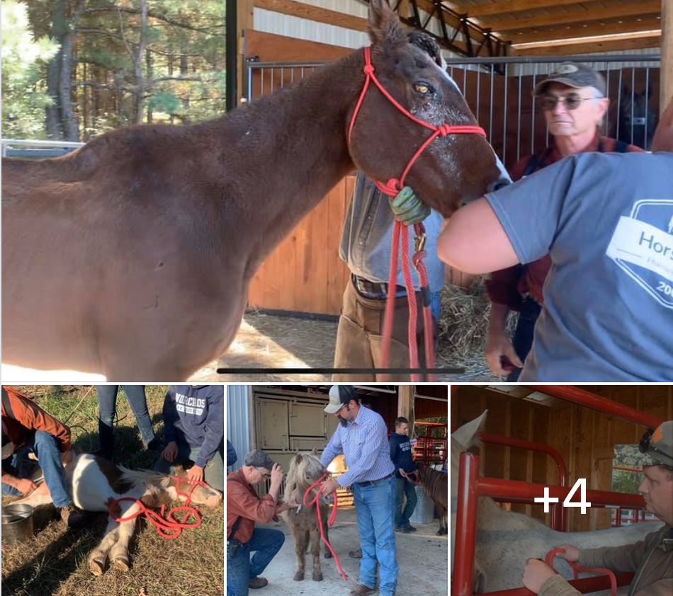 horse shelter