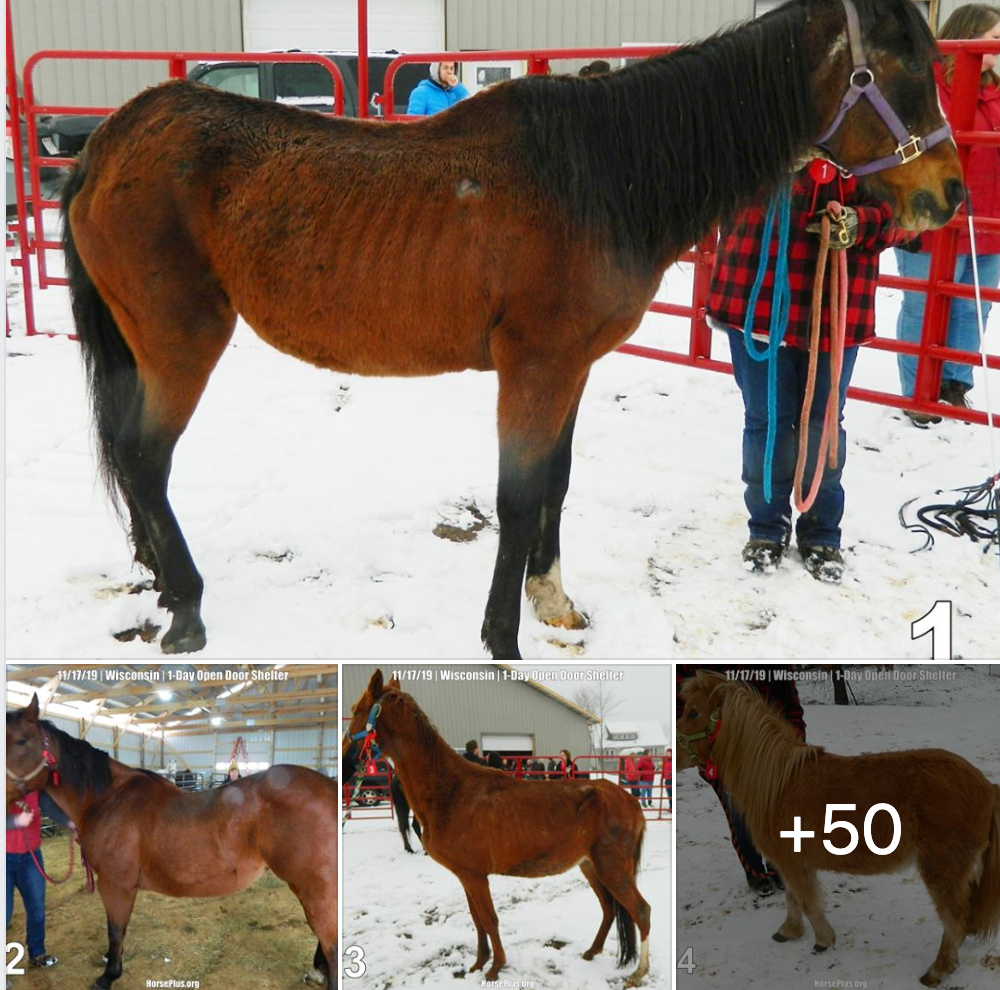 horse shelter