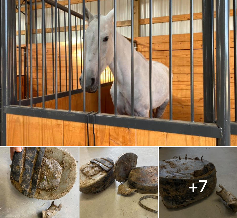 horse rescue