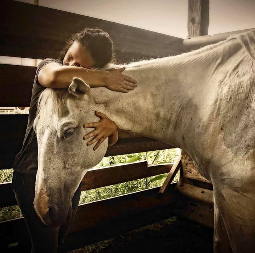 horse truth