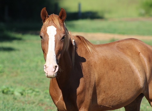horse rescue