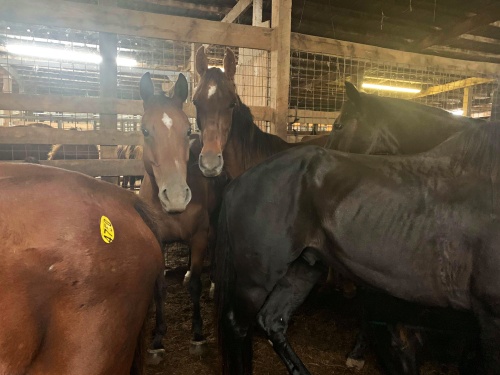 horse rescue