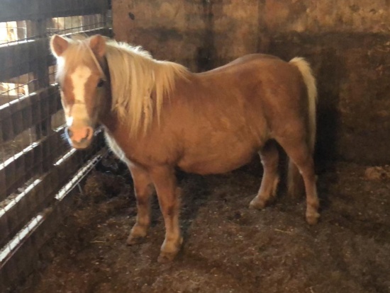 Horse update