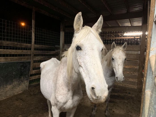 horse rescue