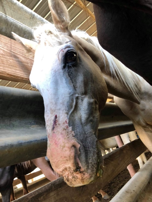 horse auction
